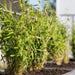 Bamboo Fargesia Rufa - Sæt Med 6 Stk