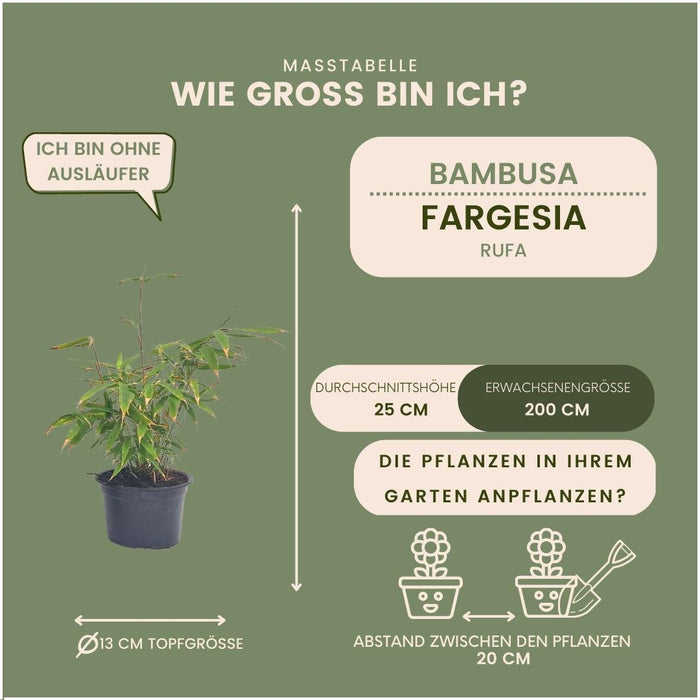 Bamboo Fargesia Rufa - Sæt Med 6 Stk