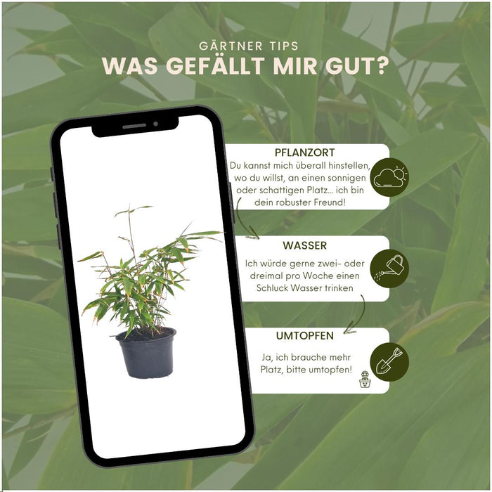 Bamboo Fargesia Rufa - Sæt Med 6 Stk