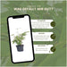 Bamboo Fargesia Rufa - Sæt Med 6 Stk