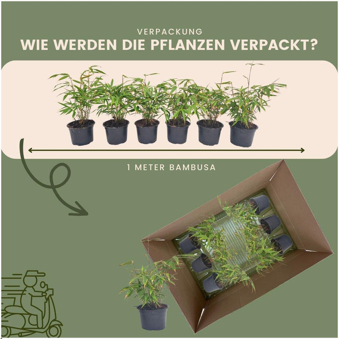 Bamboo Fargesia Rufa - Sæt Med 6 Stk