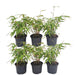 Bamboo Fargesia Rufa - Sæt Med 6 Stk