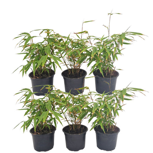 Bamboo Fargesia Rufa - Sæt Med 6 Stk