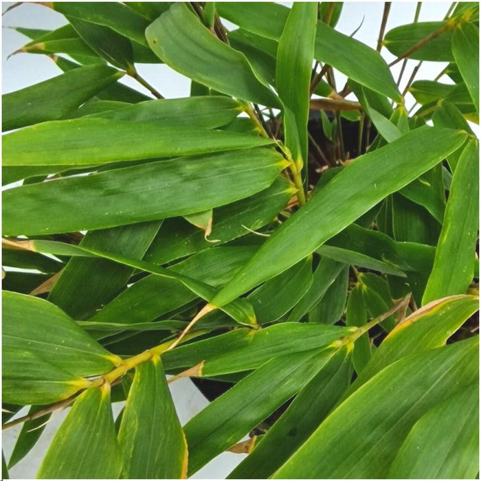 Bamboo Fargesia Rufa - Sæt Med 6 Stk