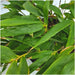 Bamboo Fargesia Rufa - Sæt Med 6 Stk