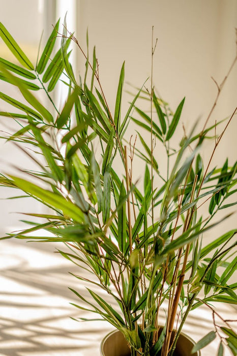 Royal Bamboo - Kunstig Grøn Plante