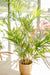 Royal Bamboo - Kunstig Grøn Plante