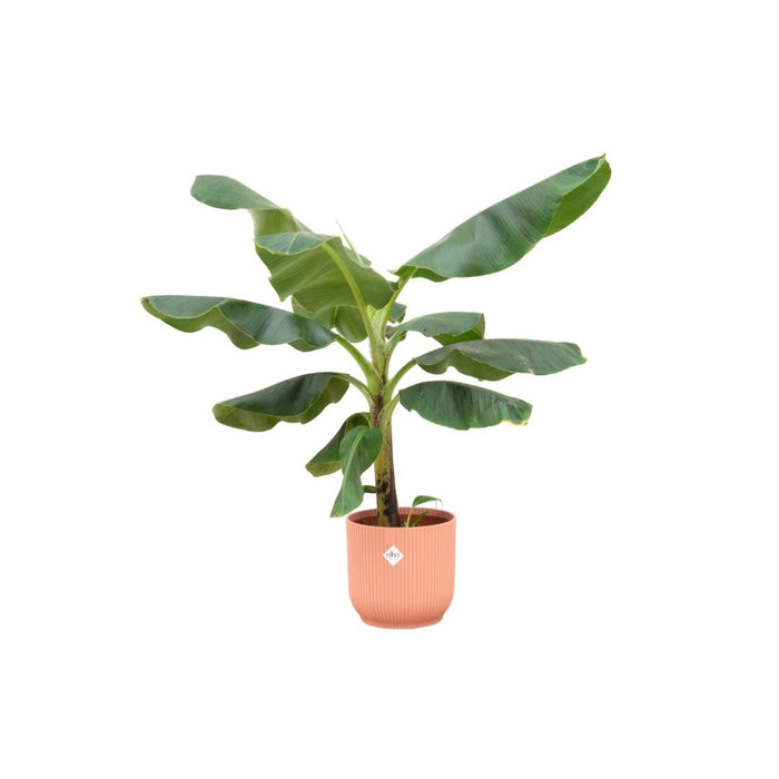 Musa Banantræ 100 Cm Og Dets Potte