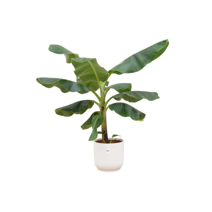 Musa Banantræ 100 Cm Og Dets Potte
