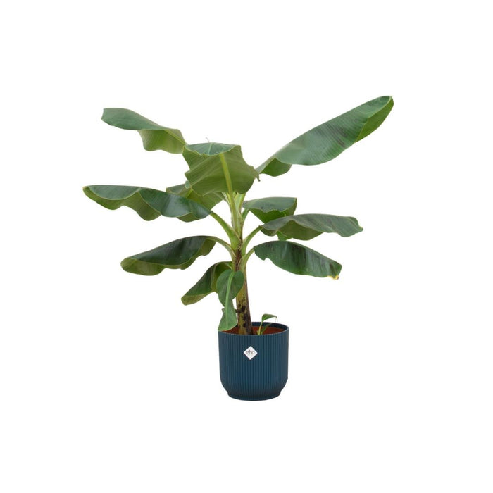 Musa Banantræ 100 Cm Og Dets Potte