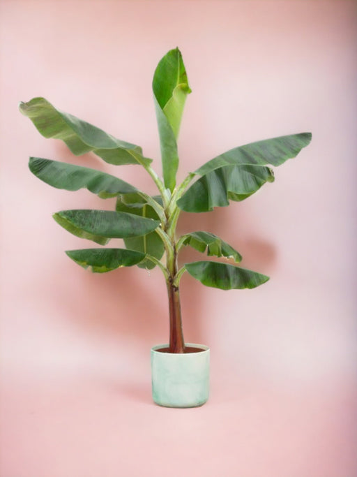 Musa Banantræ 100 Cm Og Dets Potte
