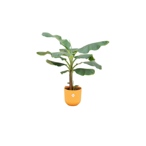 Musa Banantræ 120 Cm Og Dets Potte