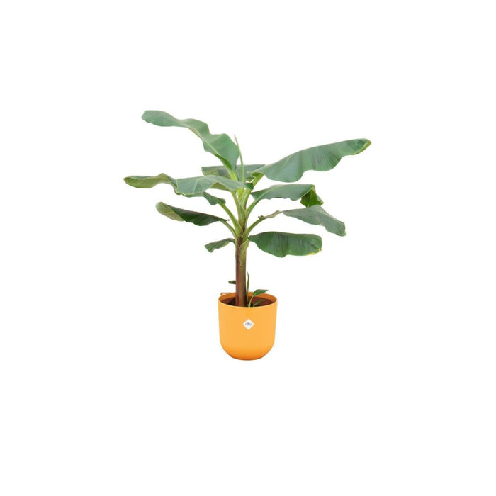 Musa Banantræ 120 Cm Og Dets Potte