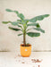 Musa Banantræ 120 Cm Og Dets Potte