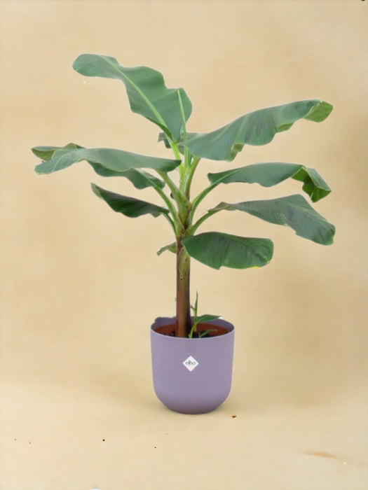 Musa Banantræ 120 Cm Og Dets Potte