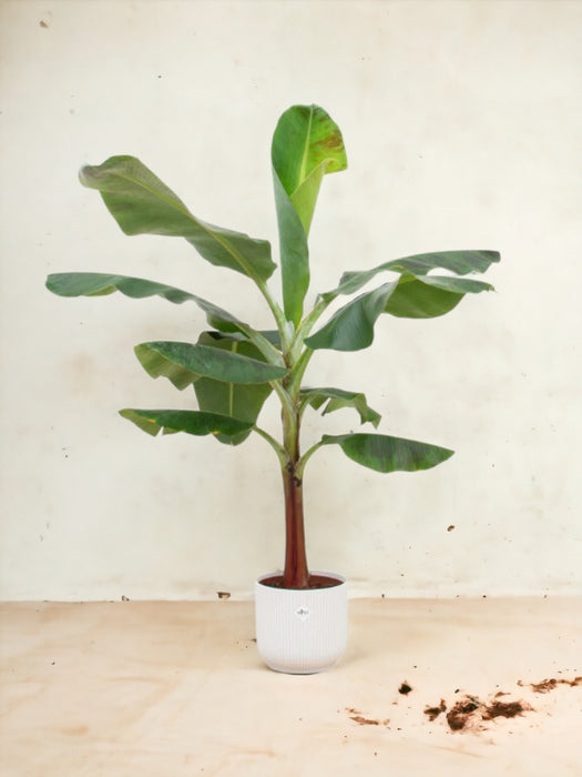 Musa Banantræ 120 Cm Og Dets Potte
