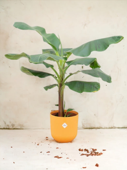 Musa Banantræ 120 Cm Og Dets Potte