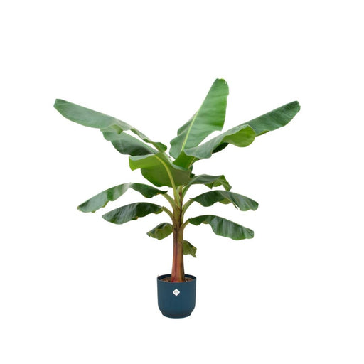 Musa Banantræ 150 Cm Og Dets Potte