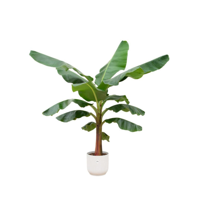 Musa Banantræ 150 Cm Og Dets Potte