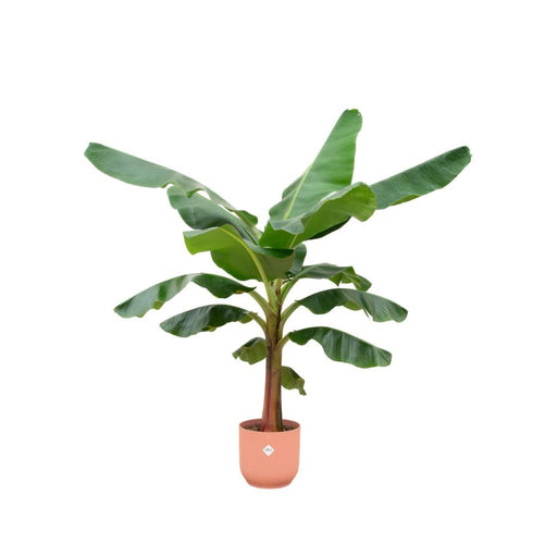 Musa Banantræ 150 Cm Og Dets Potte