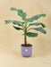 Musa Banana Tree And It Its Pot Elho Jazz Lila Ø23 - 120 Cm