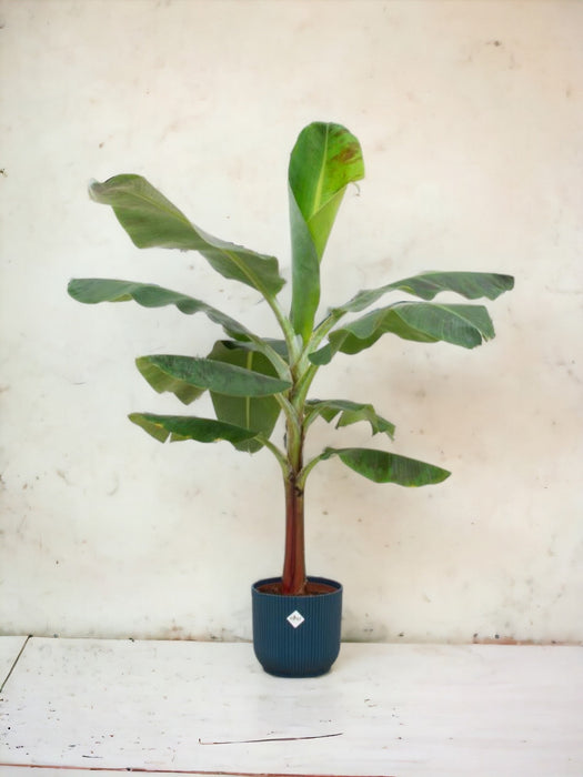 Musa Banantræ Og Dets Blå Elho Pot Ø22 - 120 Cm