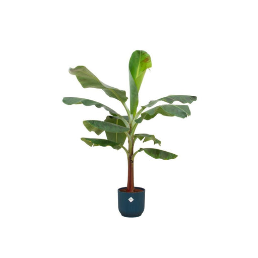 Musa Banantræ Og Dets Blå Elho Pot Ø22 - 120 Cm