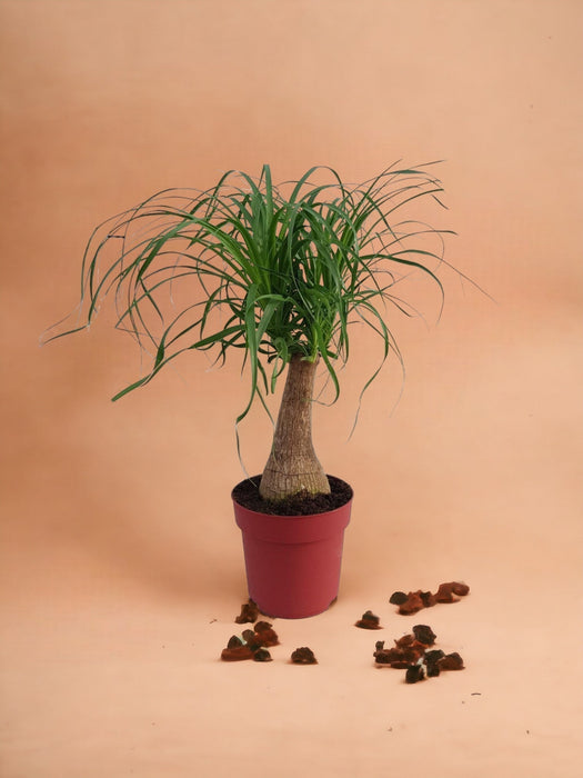 Beaucarnea Maya Palme