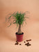 Beaucarnea Maya Palme