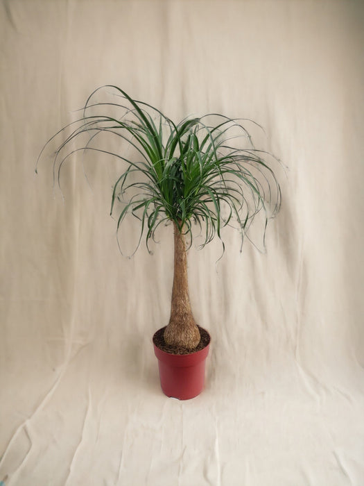 Beaucarnea Maya Palme