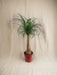 Beaucarnea Maya Palme