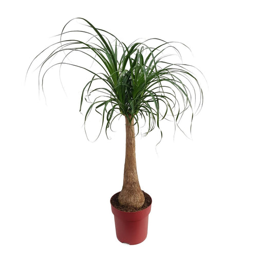 Beaucarnea Maya Palme