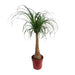 Beaucarnea Maya Palme