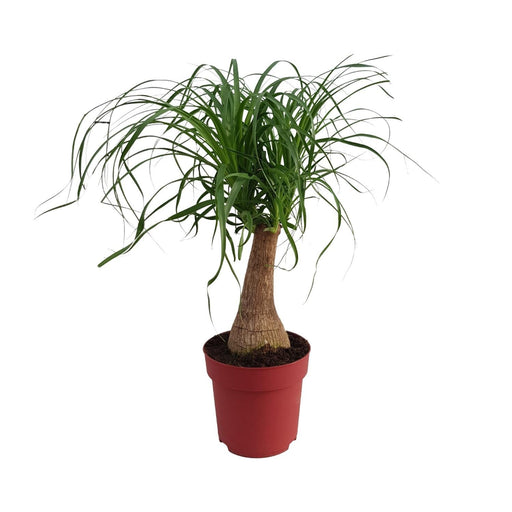 Beaucarnea Maya Palme