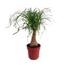 Beaucarnea Maya Palme