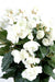 Kunstig Begonia På Stag 30 Cm Hvid