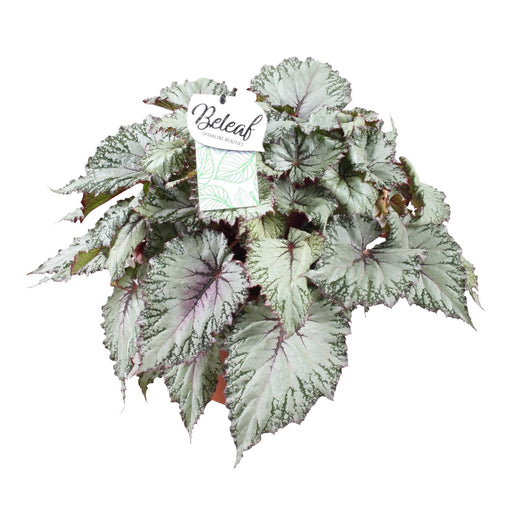 Begonia Beleaf 'Asiatisk Tundra'