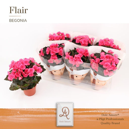 Pink Begonia D14Cm H31Cm