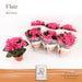 Pink Begonia D14Cm H31Cm