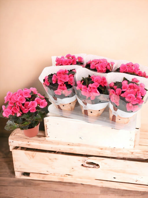 Pink Begonia D14Cm H31Cm