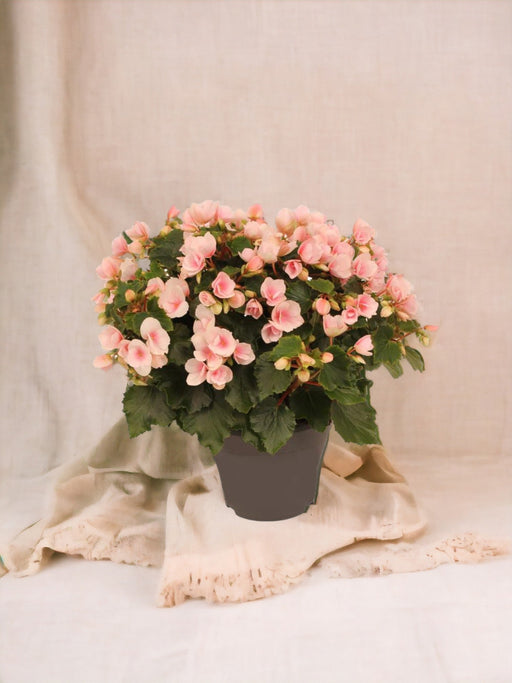 Lyserød Begonia D19Cm H35Cm