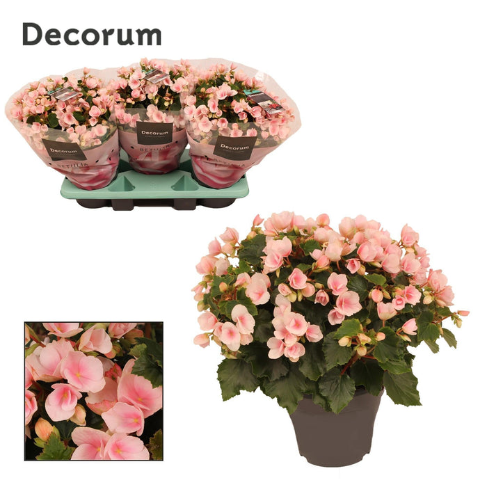 Lyserød Begonia D19Cm H35Cm