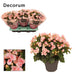 Lyserød Begonia D19Cm H35Cm