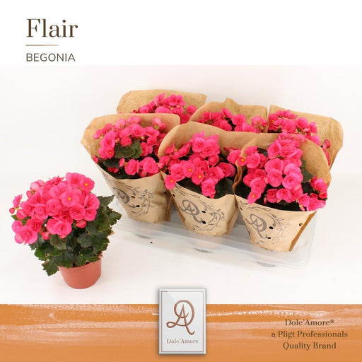 Pink Rød Begonia D14Cm H31Cm