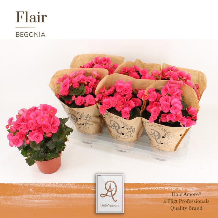 Pink Rød Begonia D14Cm H31Cm
