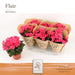 Pink Rød Begonia D14Cm H31Cm