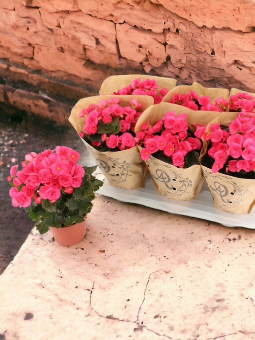 Pink Rød Begonia D14Cm H31Cm