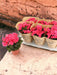 Pink Rød Begonia D14Cm H31Cm