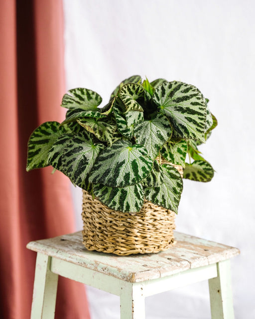 Begonia Sølv Smykker