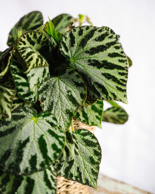 Begonia Sølv Smykker